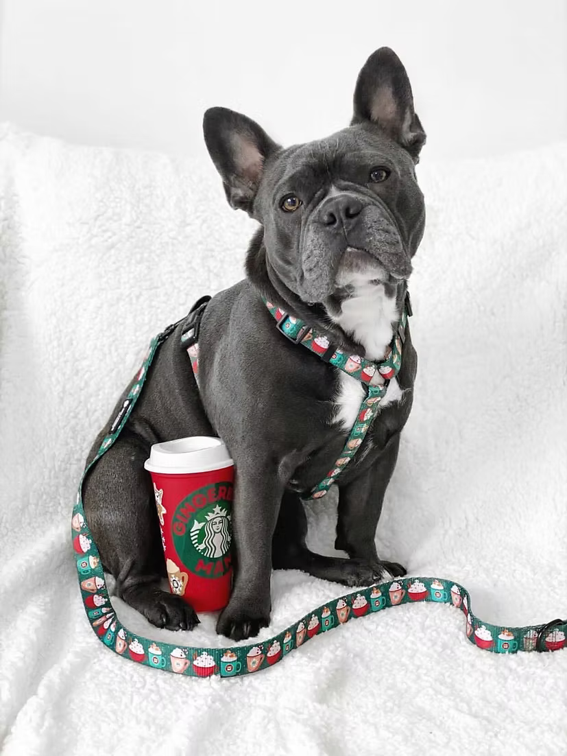 Paws and Wrinkles GingerBert Man Harness