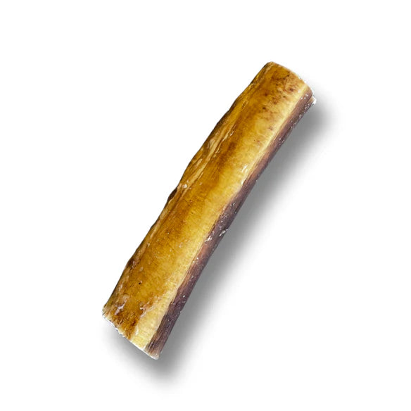 Pizzle (Single)