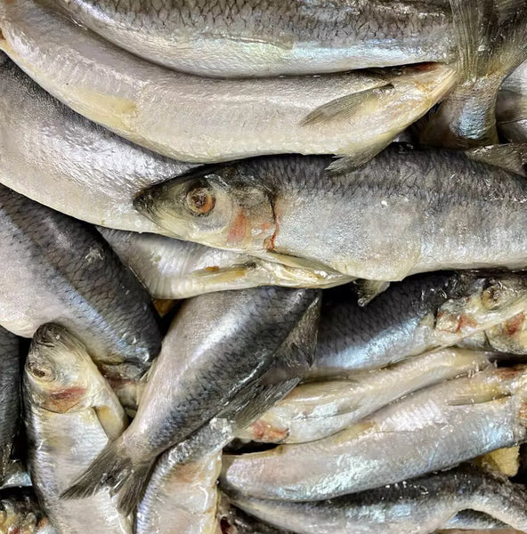Dougies Whole Herring 1kg