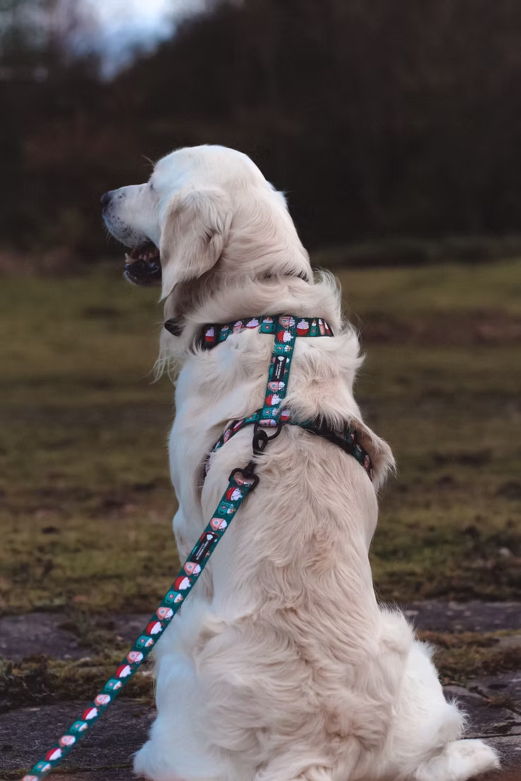 Paws and Wrinkles GingerBert Man Harness