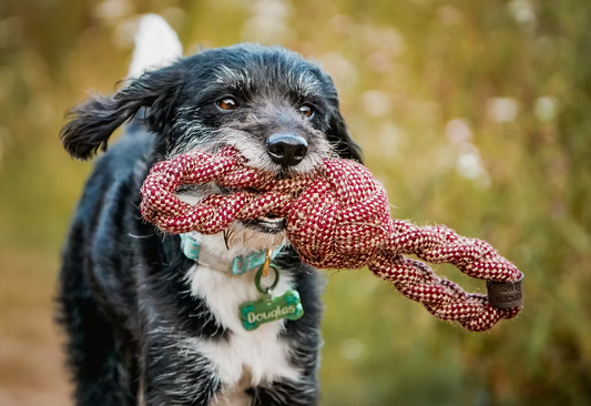 Aurora Paws- Eco Hemp / Cotton Dog Tug Toy With Double Handles Burgundy