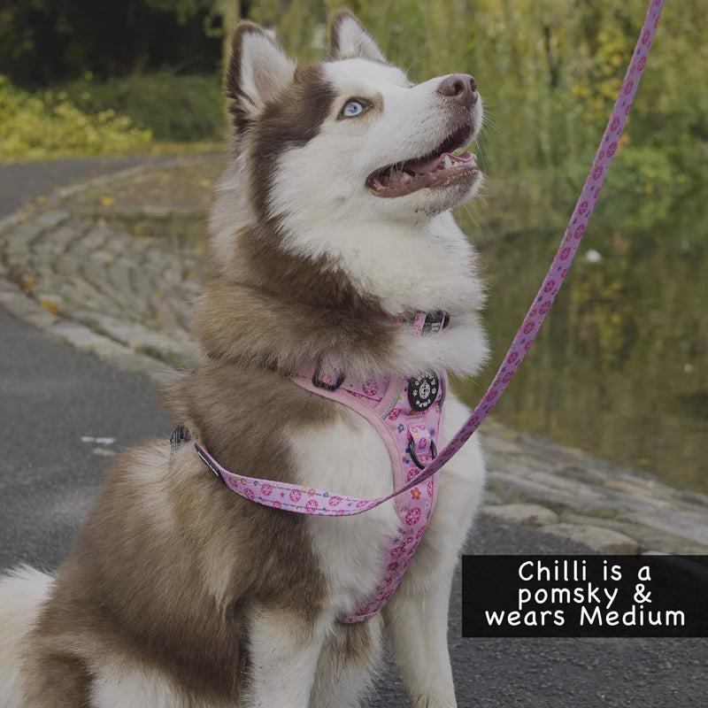 Groovy Paws Grip & Groove Harness - Peace, Love & Disco