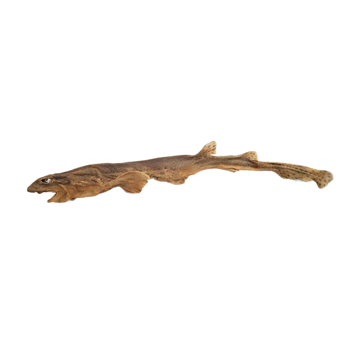 Dog Fish Shark