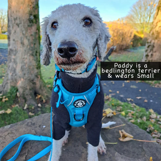 Groovy Paws Grip & Groove Harness - Tealin' Good