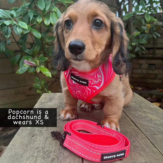 Groovy Paws Reversible Harness Psychedelic Pooch