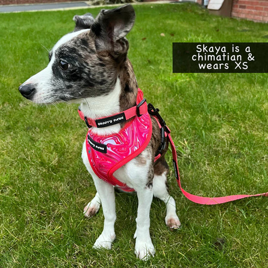 Groovy Paws Collar - Psychedelic Pooch