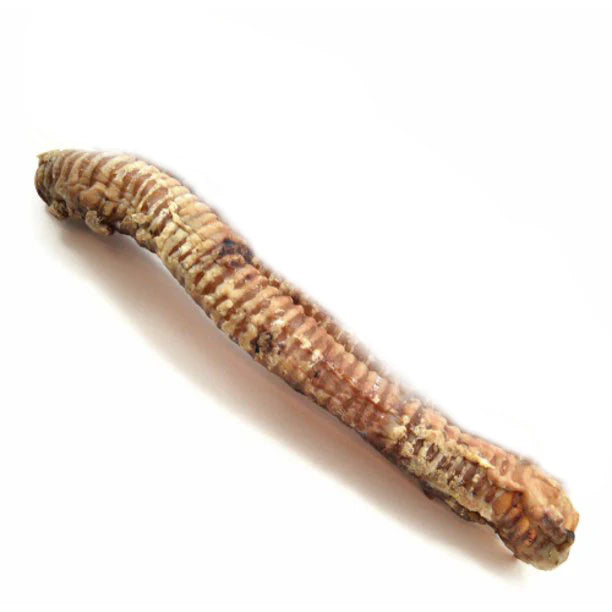 Whole Trachea