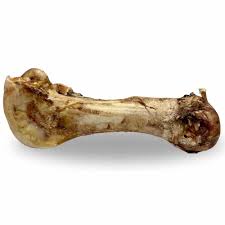 Large Ostrich Dino Bone