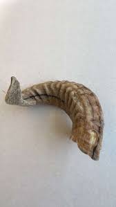 Lamb Horn