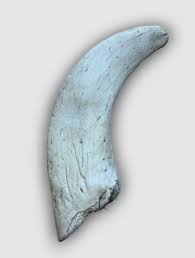 Lamb Horn Marrows