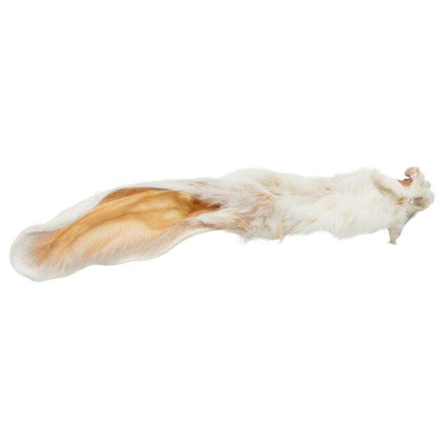 Single Rabbit Ear